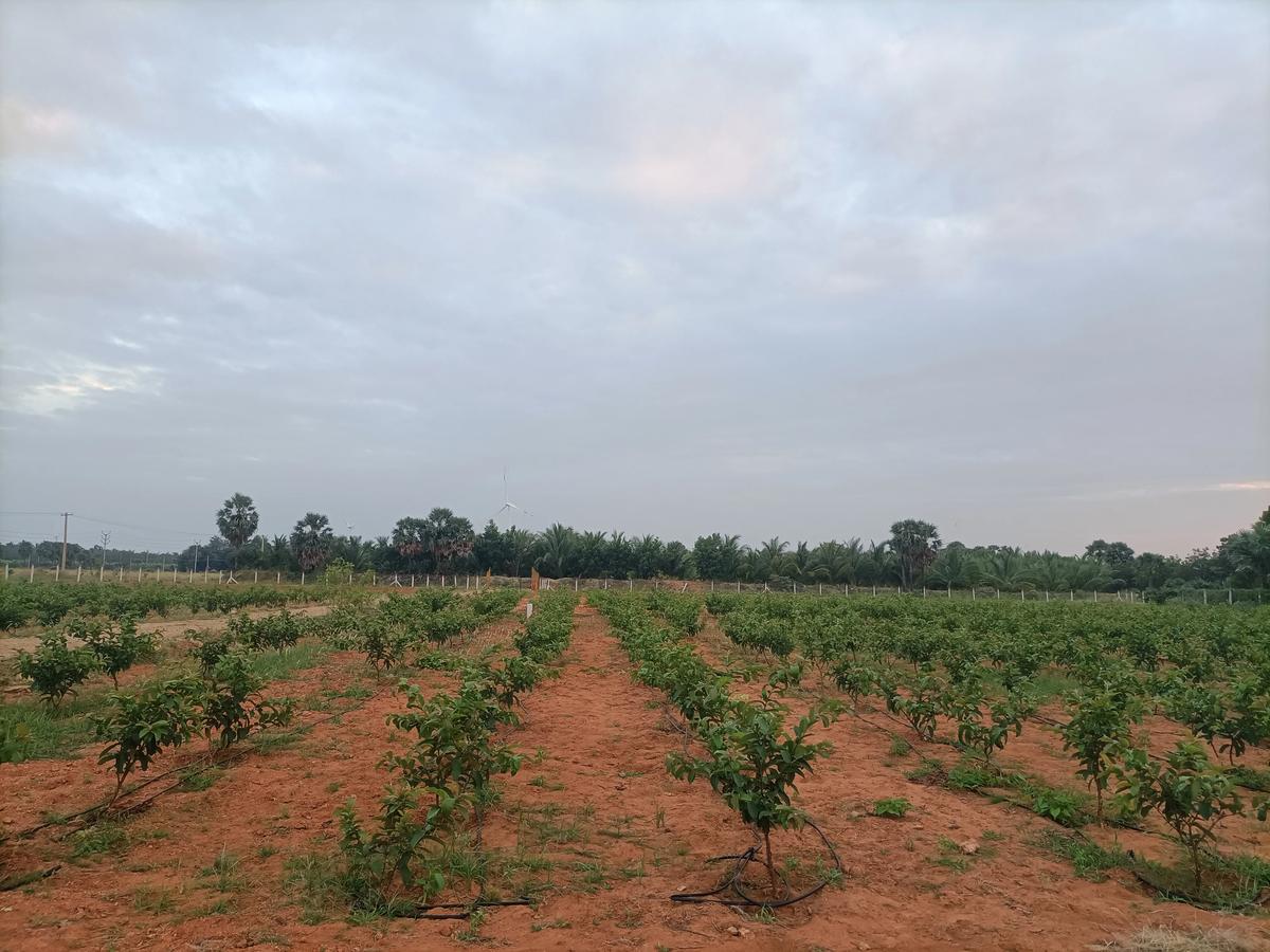 Drip Irrigation