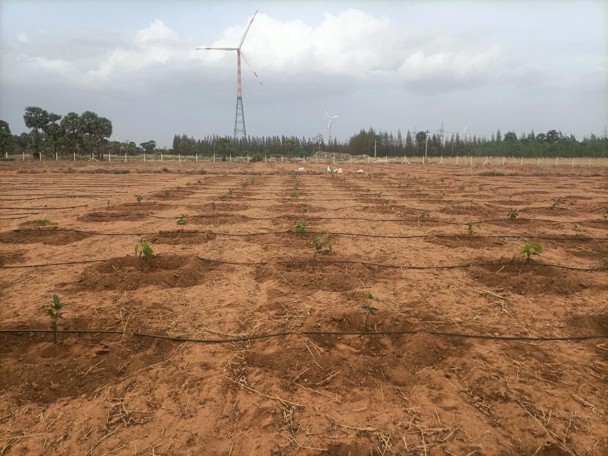 Early Planting