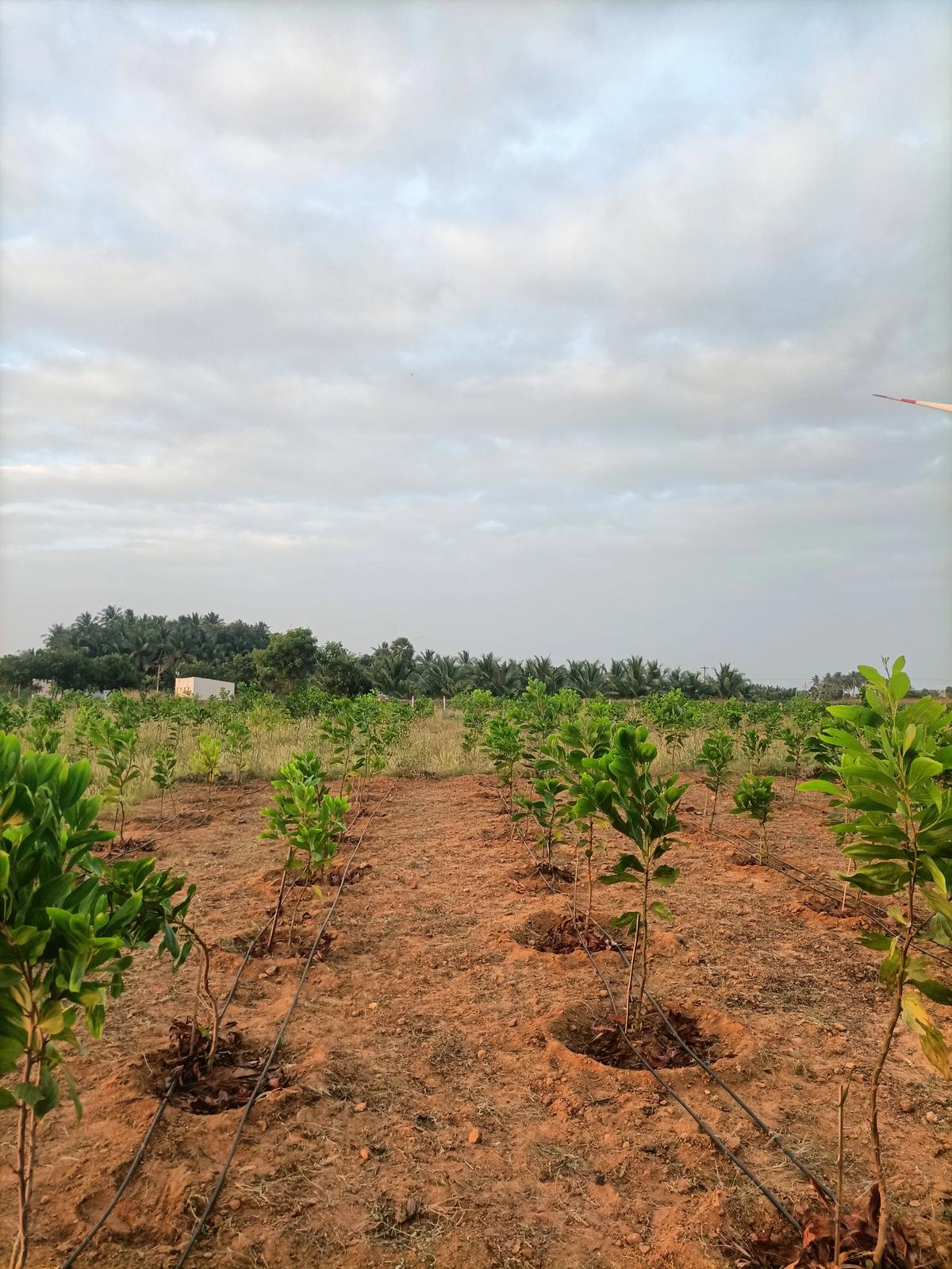 Grown crops