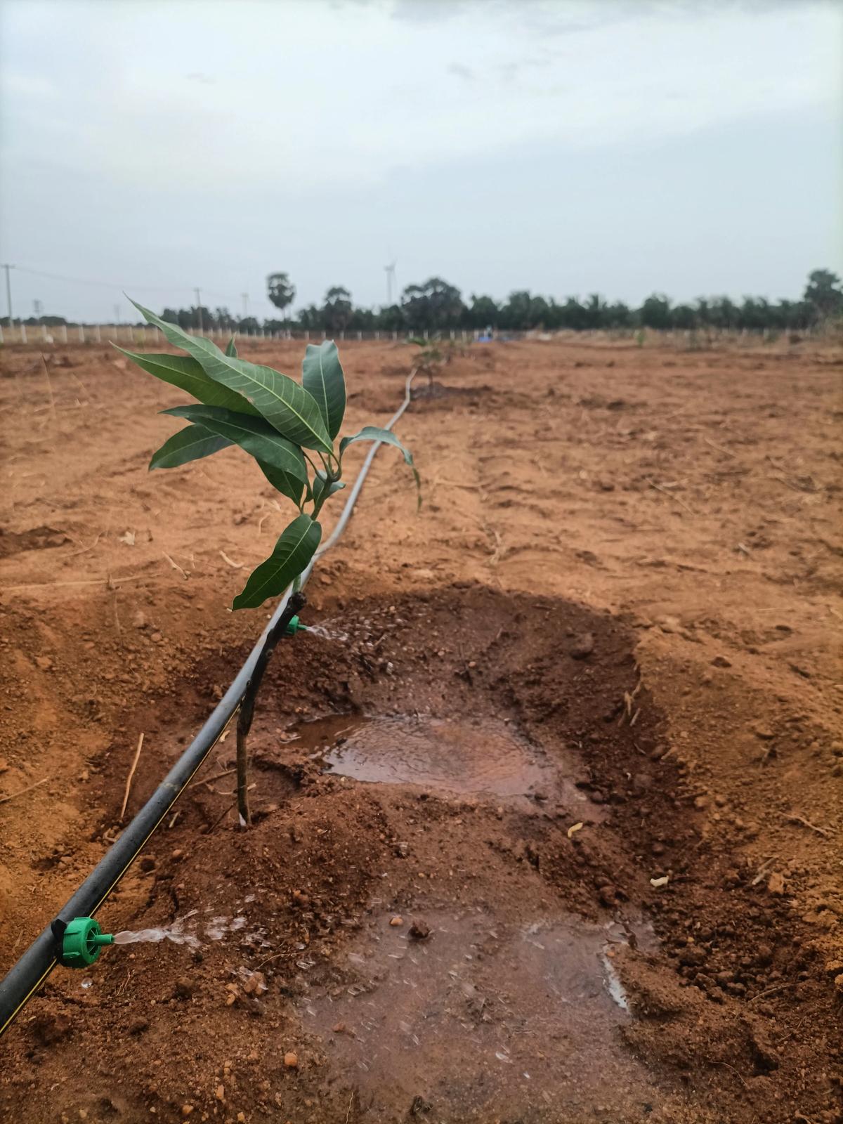 Farm rows