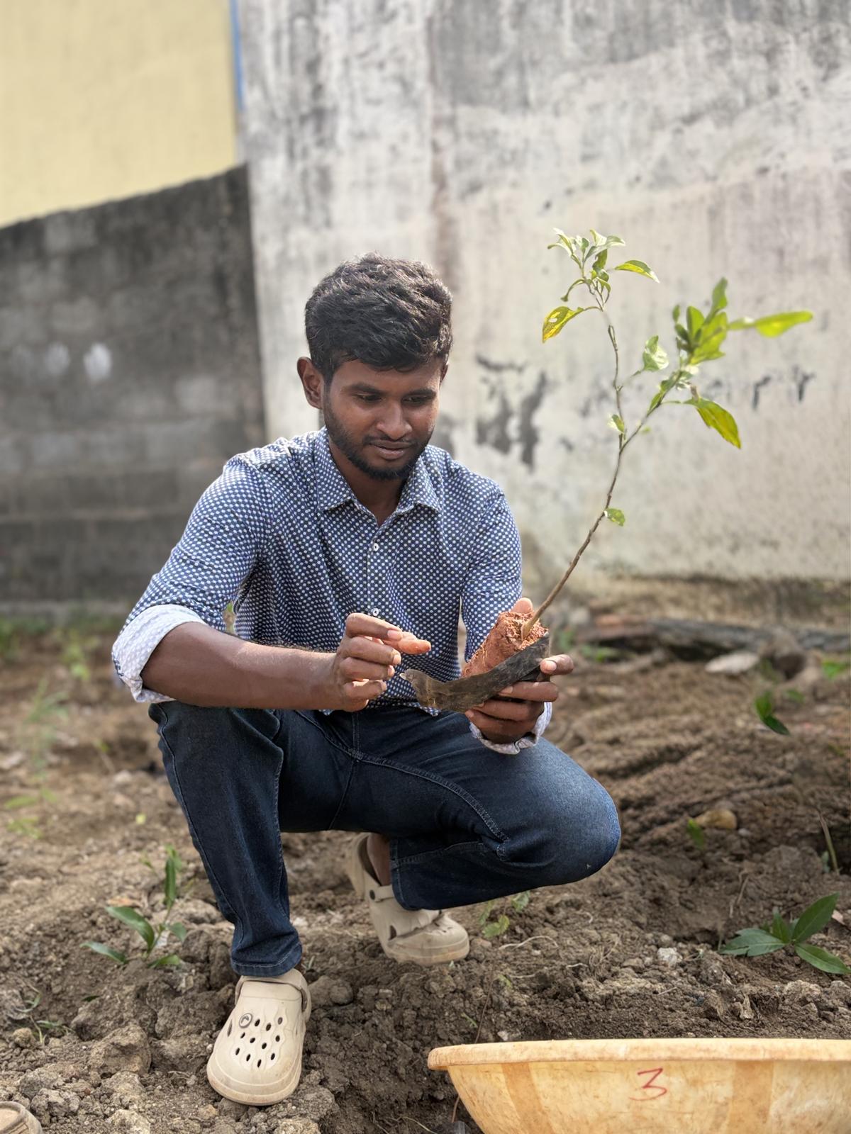 Plantation work