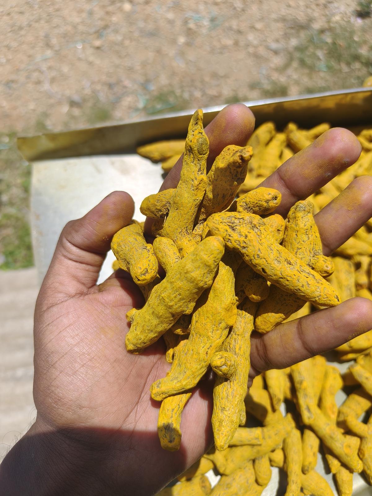 Turmeric