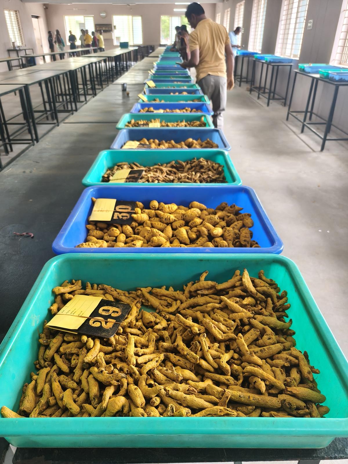 Turmeric grading hall